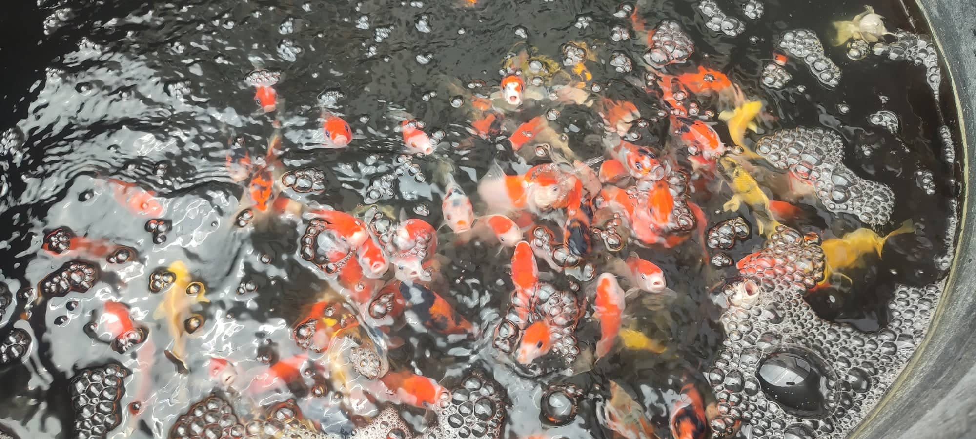 koi